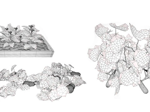 Squash Plants Pack 3D Model