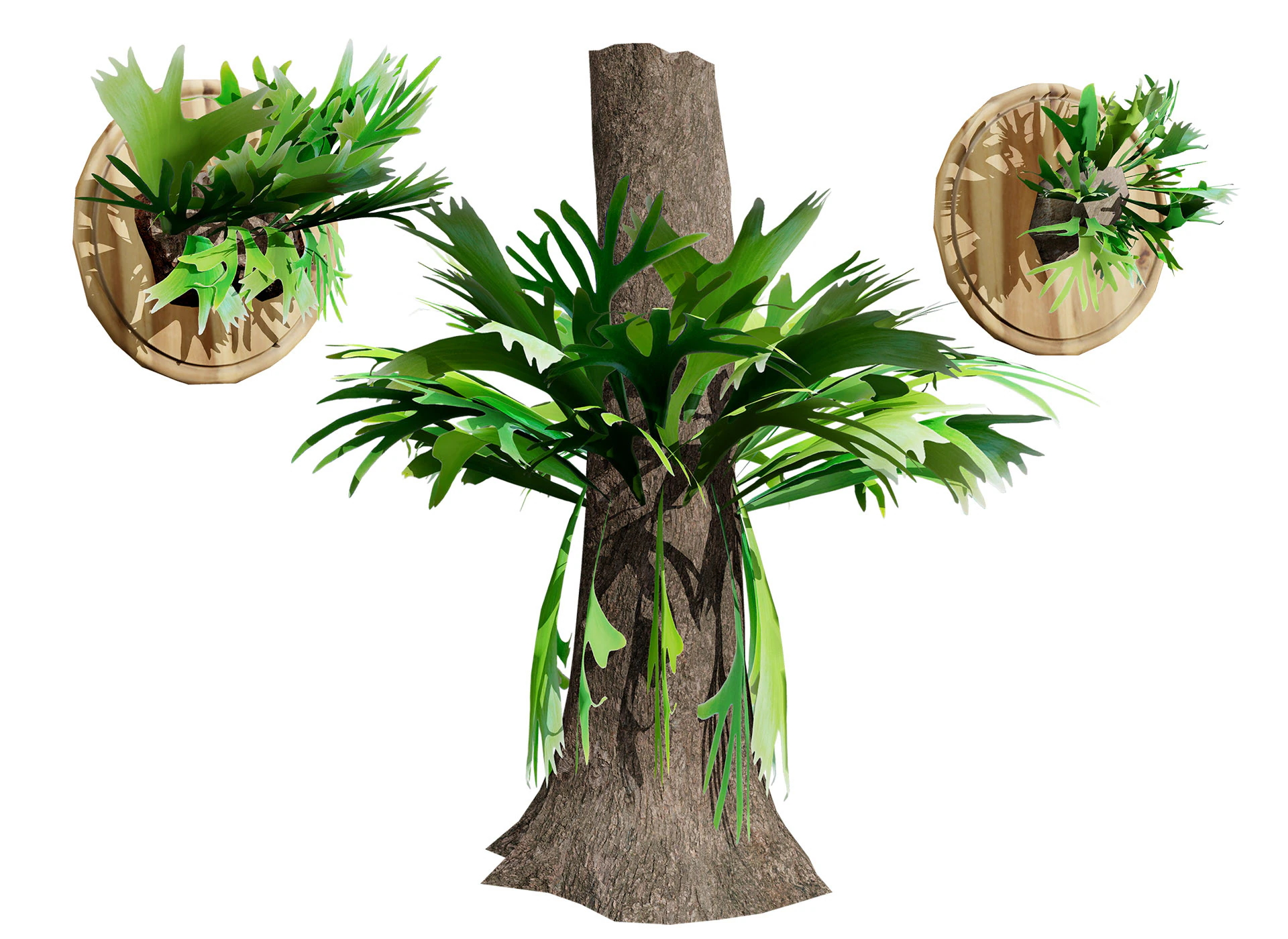 Australian Staghorn Fern 3D Model .c4d .max .obj .3ds .fbx .stl .blend 