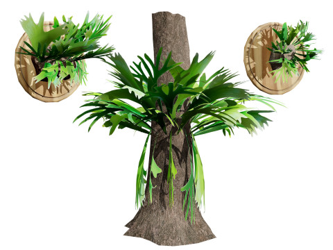 Australian Staghorn Fern 3D Модель