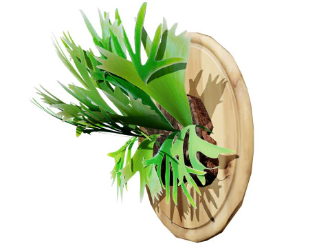 Australian Staghorn Fern 3D Model