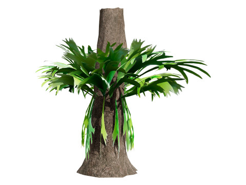 Australian Staghorn Fern 3D-Modell