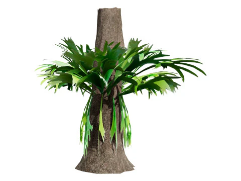 Australian Staghorn Fern 3D Model