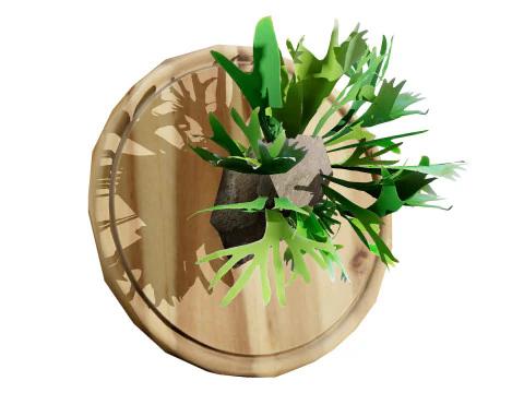 Australian Staghorn Fern 3D Model