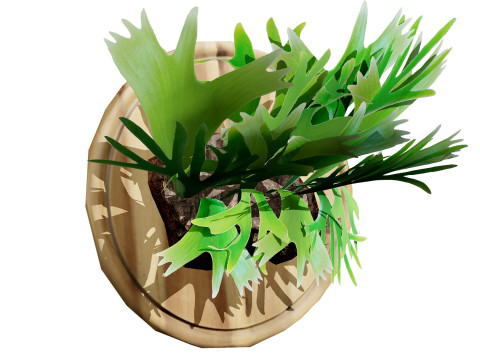 Australian Staghorn Fern 3D-Modell