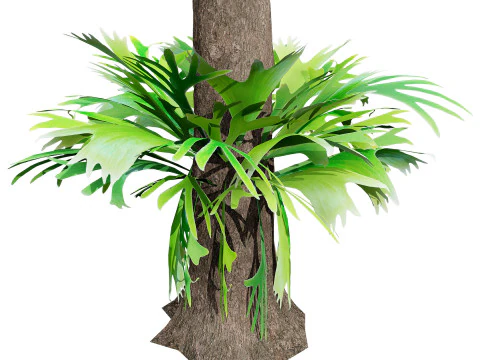 Australian Staghorn Fern 3D Model