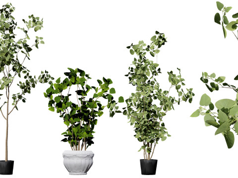 Australian Eucalyptus Bush Seed 3D-Modell