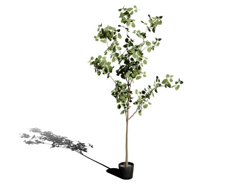Australian Eucalyptus Bush Seed 3D-Modell