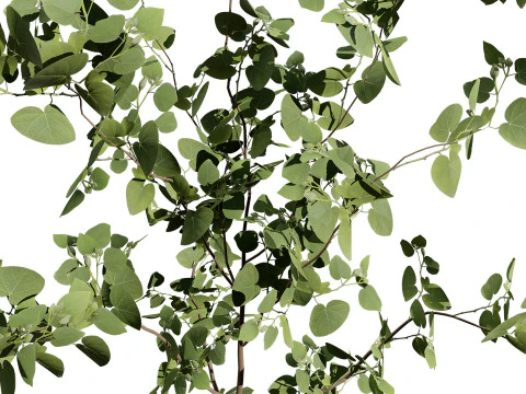 Australian Eucalyptus Bush Seed 3D Model