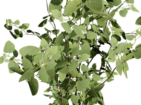 Australian Eucalyptus Bush Seed 3D-Modell