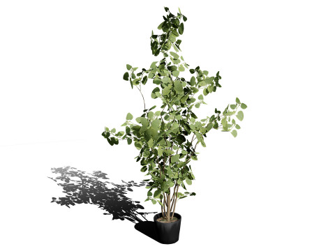 Australian Eucalyptus Bush Seed 3D-Modell