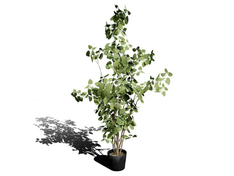 Australian Eucalyptus Bush Seed 3D Model