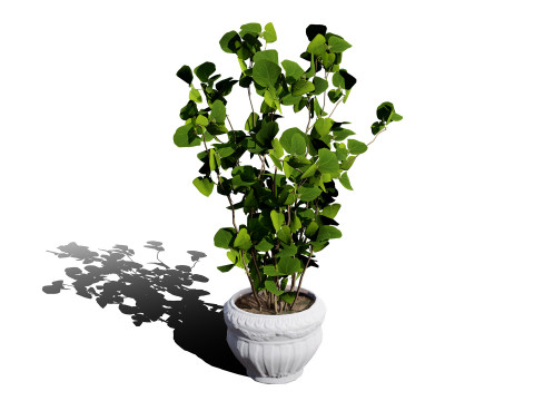 Australian Eucalyptus Bush Seed 3D-Modell