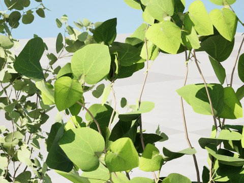 Australian Eucalyptus Bush Seed 3D-Modell