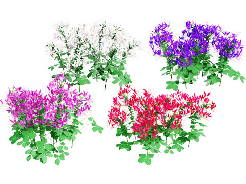 Australian Spider Flower Bush Modèle 3D