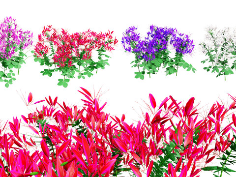 Australian Spider Flower Bush 3D Model
