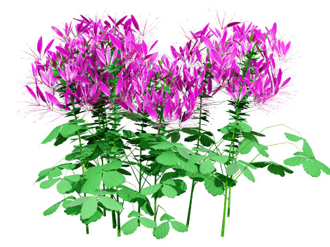 Australian Spider Flower Bush 3D Model