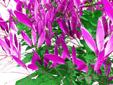Australian Spider Flower Bush 3D Model