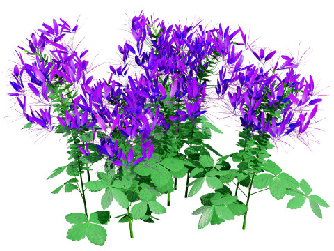 Australian Spider Flower Bush 3D Model