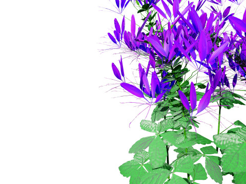 Australian Spider Flower Bush 3D Model