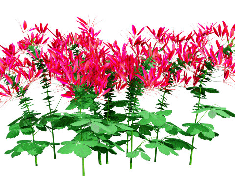 Australian Spider Flower Bush 3D Model