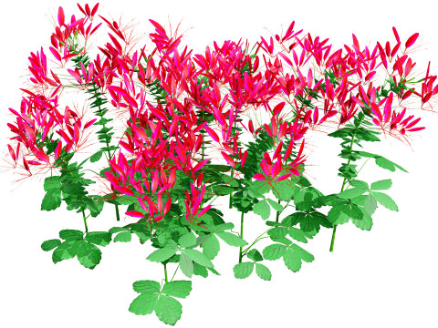 Australian Spider Flower Bush 3D Model