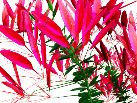 Australian Spider Flower Bush 3D Model