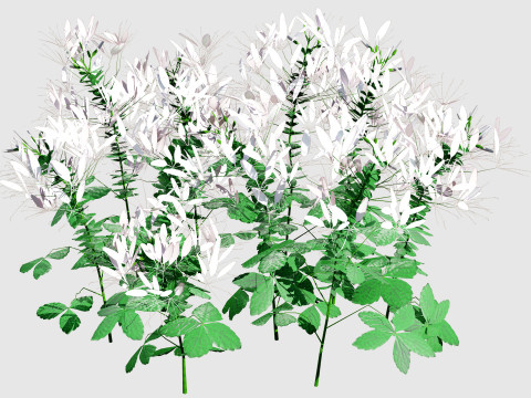 Australian Spider Flower Bush 3D Model