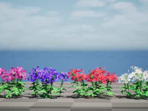 Australian Spider Flower Bush 3D Model