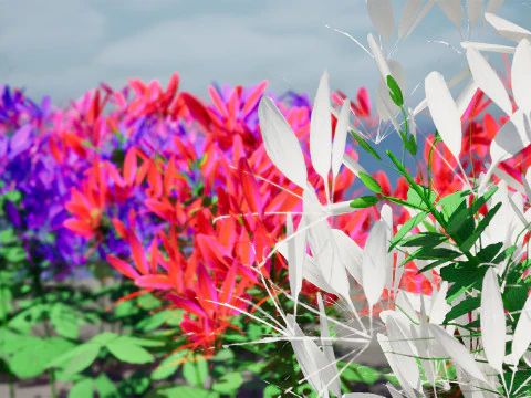 ऑस्ट्रेलियाई स्पाइडर फ्लावर बुश 3D मॉडल