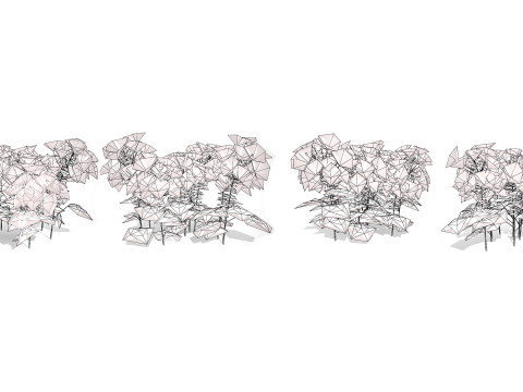 Australian Spider Flower Bush 3D Model