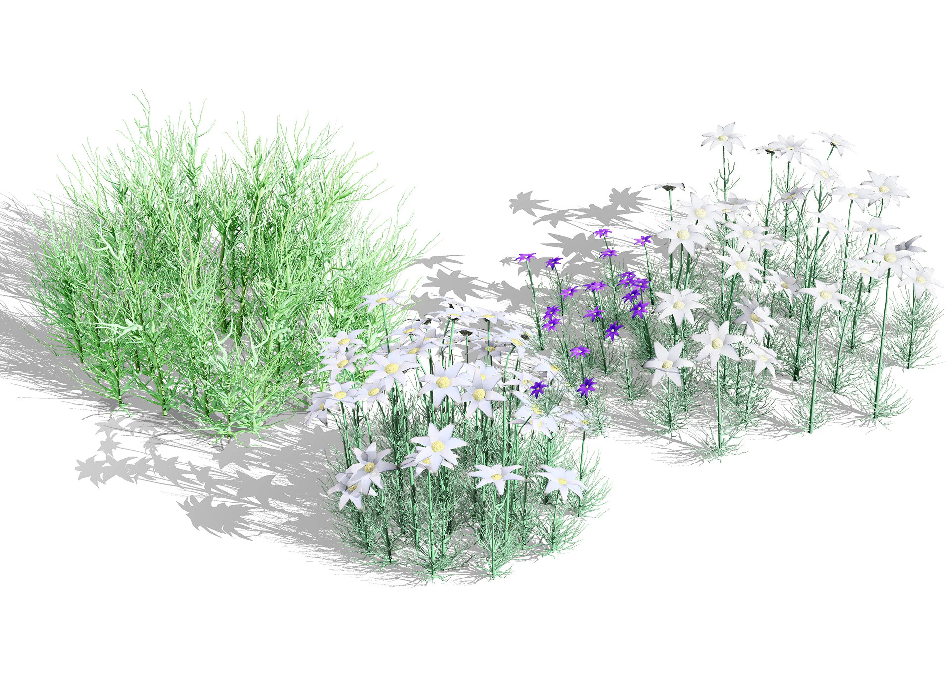 Australian Flannel Flower herbaceous shrubs 3D Model .c4d .max .obj .3ds .fbx .stl .blend 