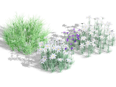 Australian Flannel Flower herbaceous shrubs Modèle 3D