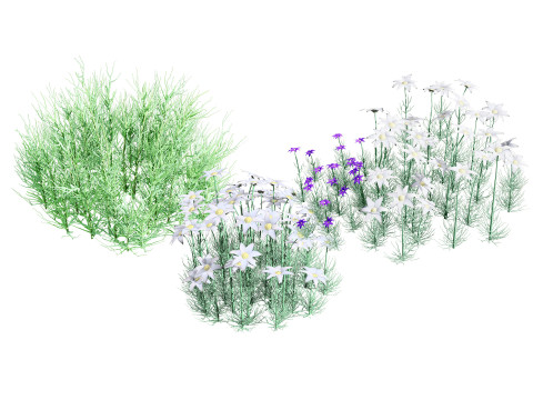 Australian Flannel Flower herbaceous shrubs 3D Model