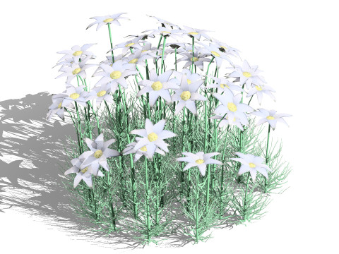 Australian Flannel Flower herbaceous shrubs 3D Model