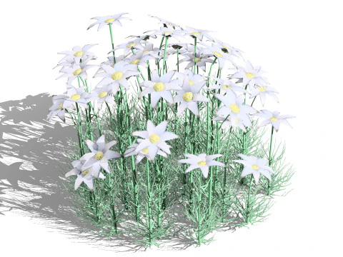 Australian Flannel Flower herbaceous shrubs 3D Model