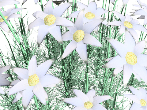 Australian Flannel Flower herbaceous shrubs 3D Model