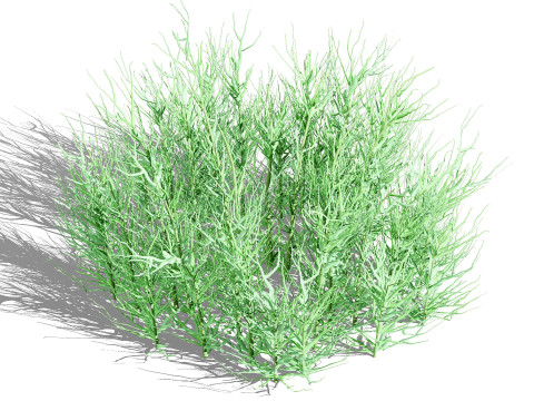 Australian Flannel Flower herbaceous shrubs 3D Model
