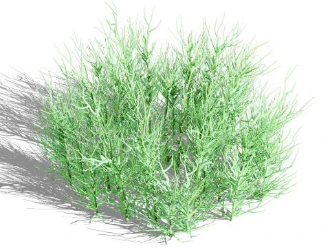 Australian Flannel Flower herbaceous shrubs 3D Model