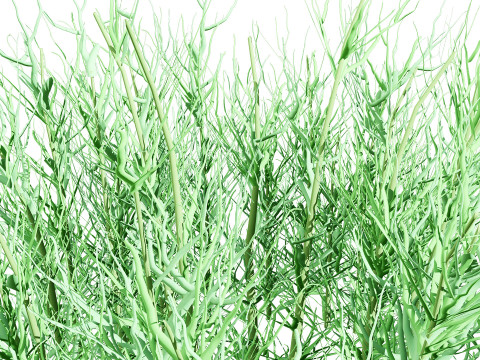 Australian Flannel Flower herbaceous shrubs 3D Model