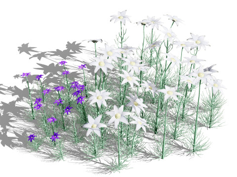 Australian Flannel Flower herbaceous shrubs 3D Model