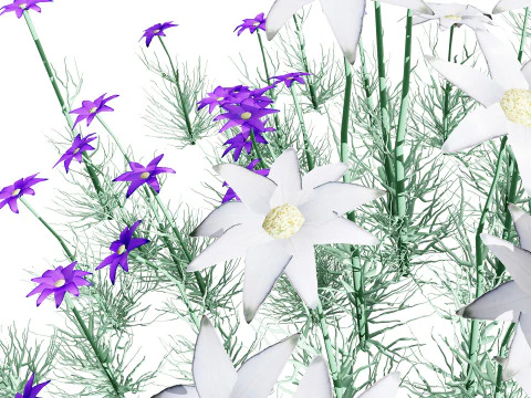 Australian Flannel Flower herbaceous shrubs 3D Model
