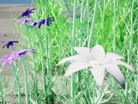 Australian Flannel Flower herbaceous shrubs 3D Model