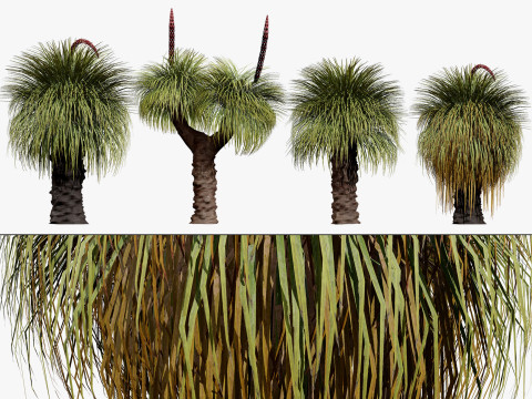 Australian Xanthorrhoea Pack 3D Модель