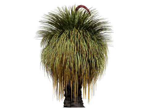 Australian Xanthorrhoea Pack 3D Model