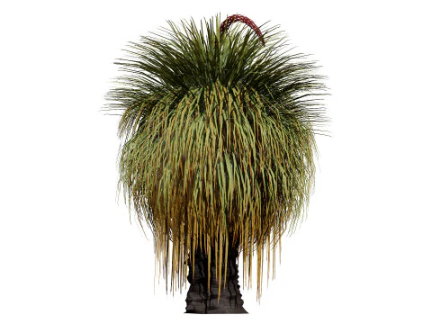 Australian Xanthorrhoea Pack 3D Model