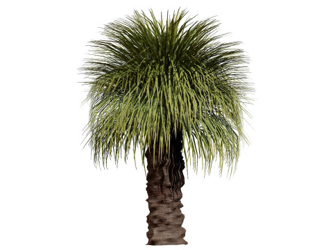 Australian Xanthorrhoea Pack 3D Model