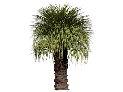 Australian Xanthorrhoea Pack 3D Model