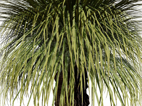 Australian Xanthorrhoea Pack 3D Model