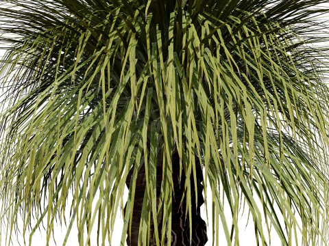 Australian Xanthorrhoea Pack 3D Model