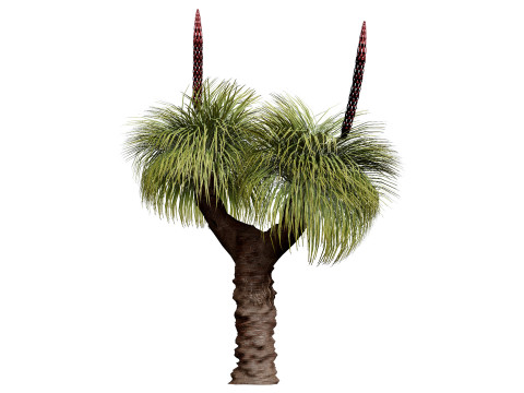 Australian Xanthorrhoea Pack 3D Model